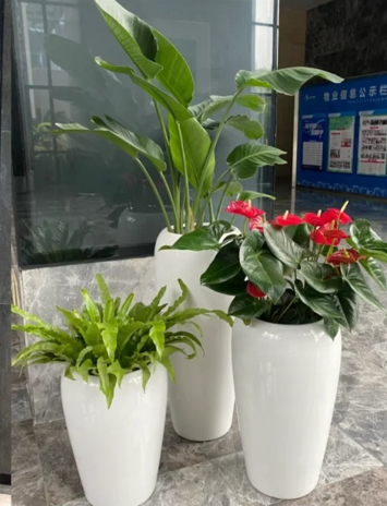 北仑绿植租赁设备怎么弄？超详细操作步骤